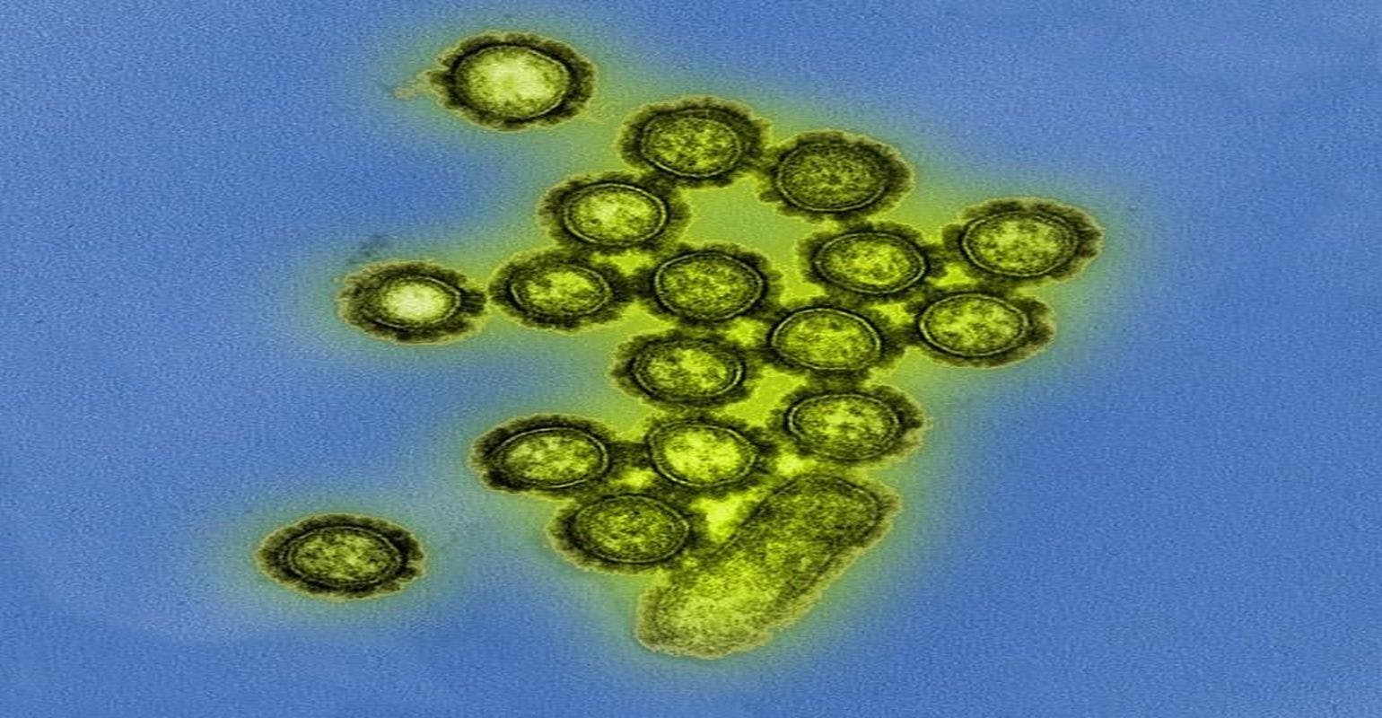 NIH-Supported Study Reveals a Novel Indicator of Influenza Immunity