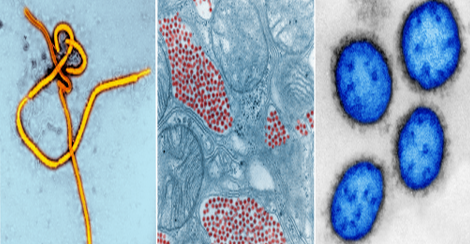 NIH Awards Grant to Establish Global Consortium to Develop Treatments for Viral Threats