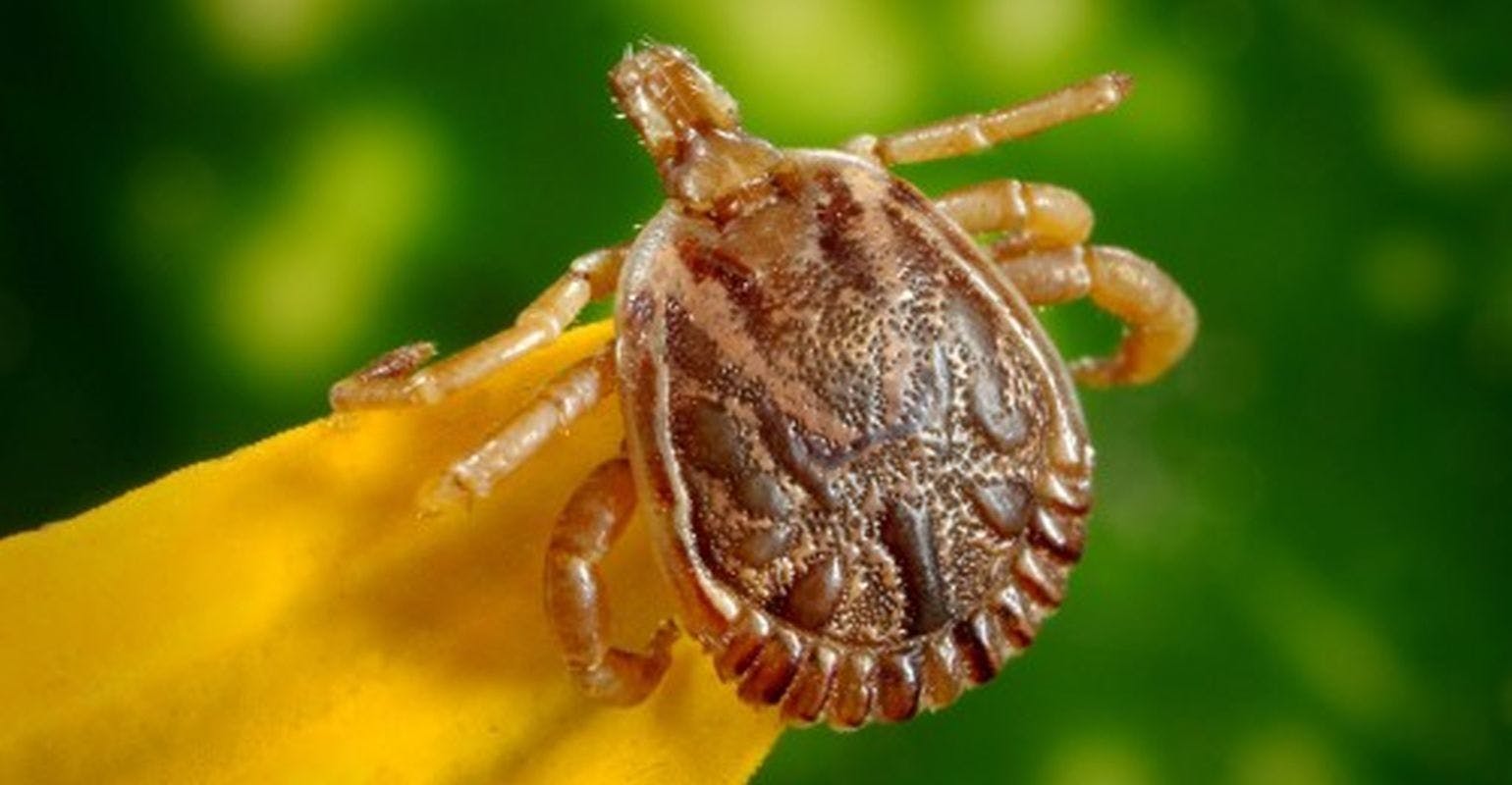 How Urbanization Affects Spread of Lyme Disease