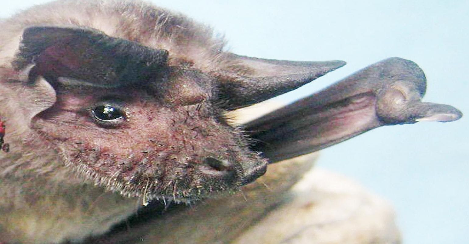New Bombali Ebolavirus Found in Kenyan Bat