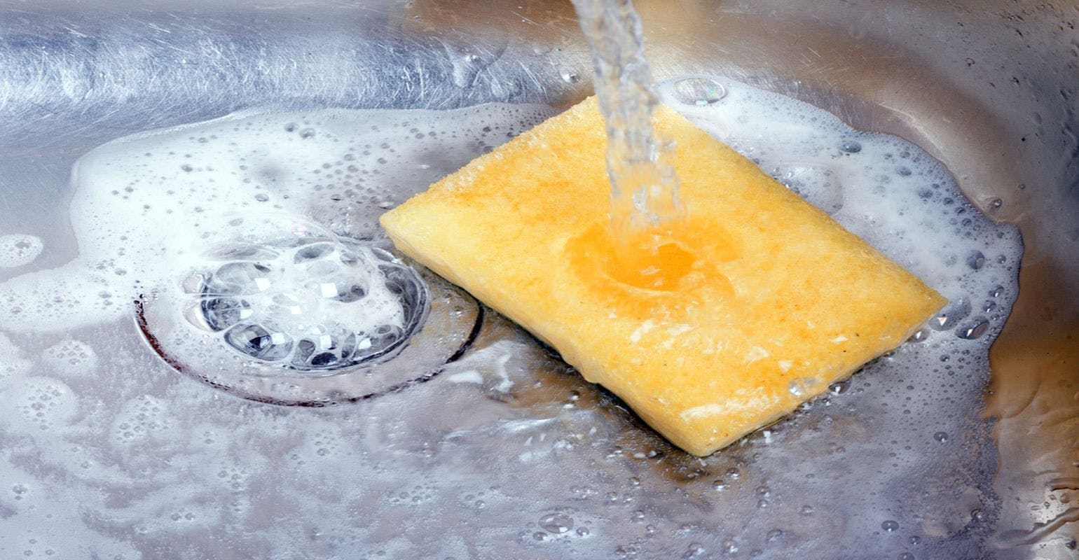The Solution to Antibiotic Resistance Could be in Your Kitchen Sponge