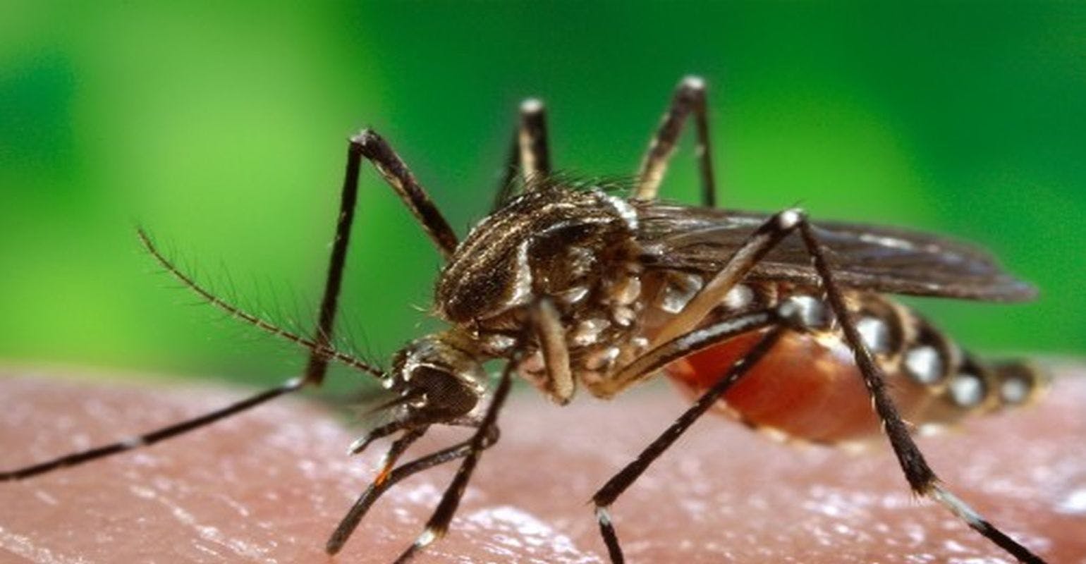 One-Third of Children Up to Age 3 Exposed to Zika In-Utero Have Neurological Problems