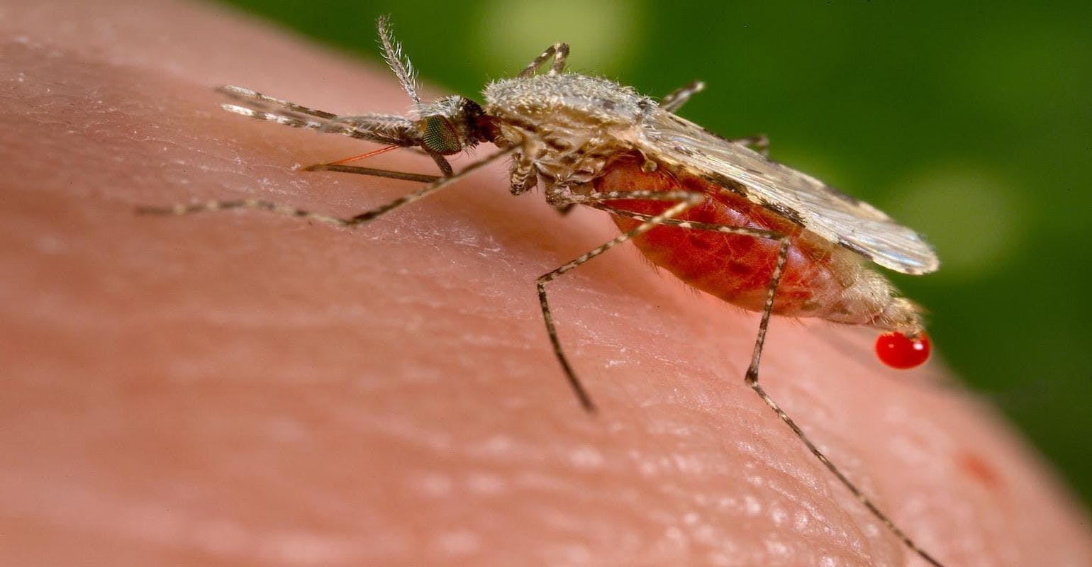 Controlling Deadly Malaria Without Chemicals