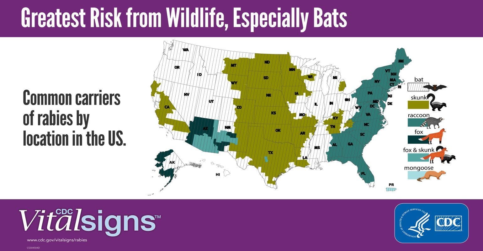 Bats Pose Highest Rabies Risk in U.S.
