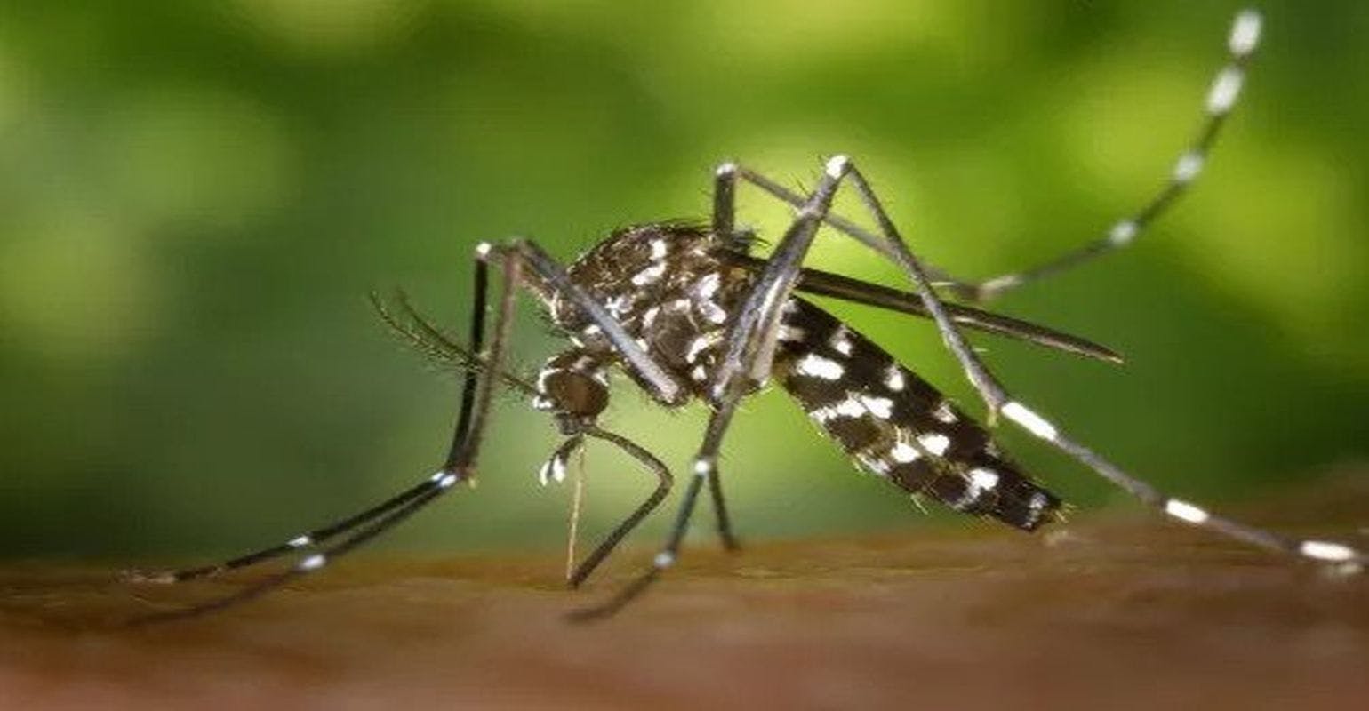 A Billion People Will Be Newly Exposed to Diseases Like Dengue Fever as World Temperatures Rise