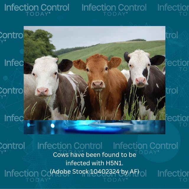 Cows have been found to be infected with H5N1.   (Adobe Stock 10402324 by AF)
