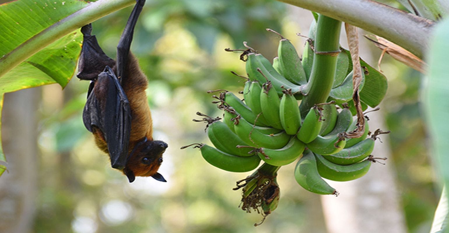 Model Predicts Bat Species With the Potential to Spread Nipah Virus in India