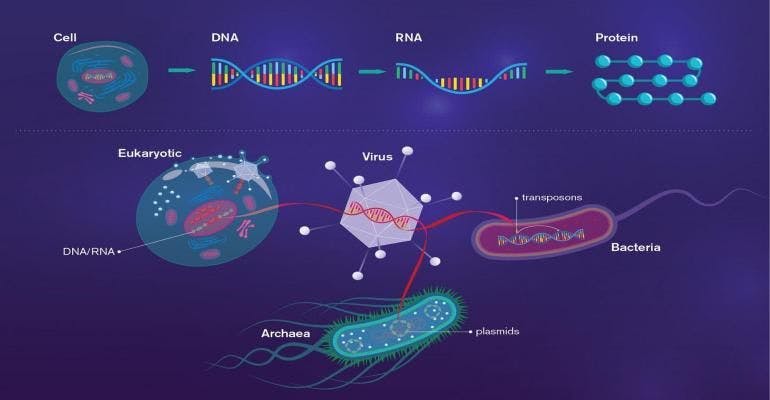 As the graphic illustrates, viruses can acquire genetic fragments and incorporat