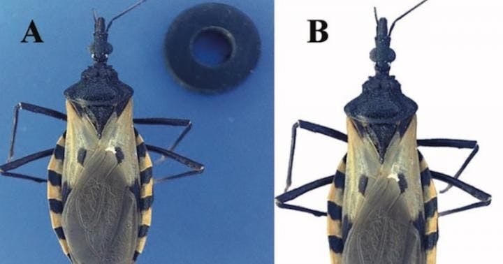 Artificial Intelligence Identifies 'Kissing Bugs' That Spread Chagas Disease