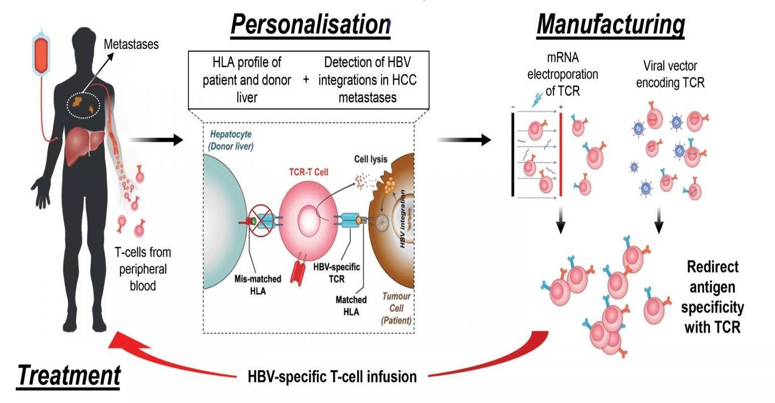 New Approach for Potential Treatment of Liver Cancer Patients with Hepatitis B Virus Infection