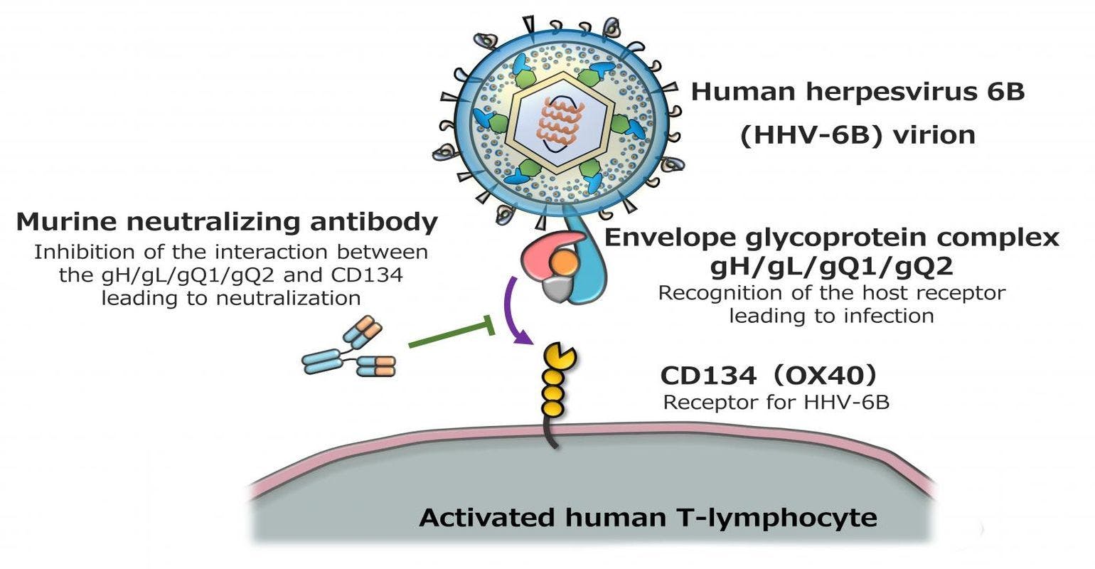 Humanization of Mouse Antibodies Targeting Human Herpesvirus 6B