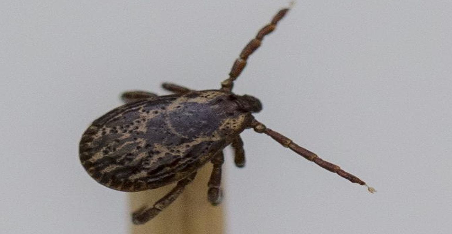 Hungry Ticks Work Harder to Find You