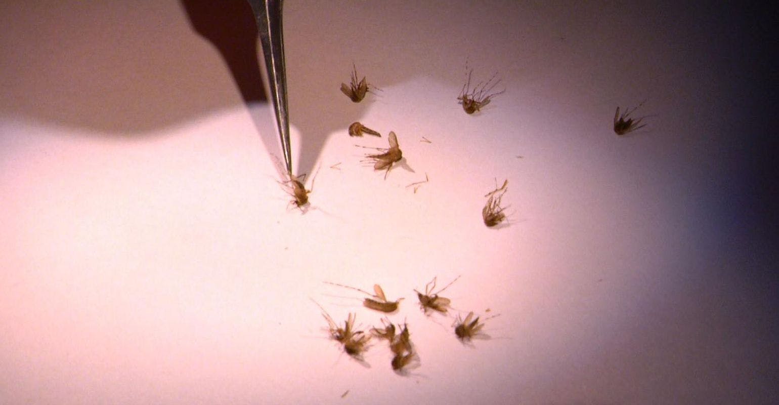 15 Years of Mosquito Data Implicate Species Most Likely to Transmit West Nile Virus in Iowa