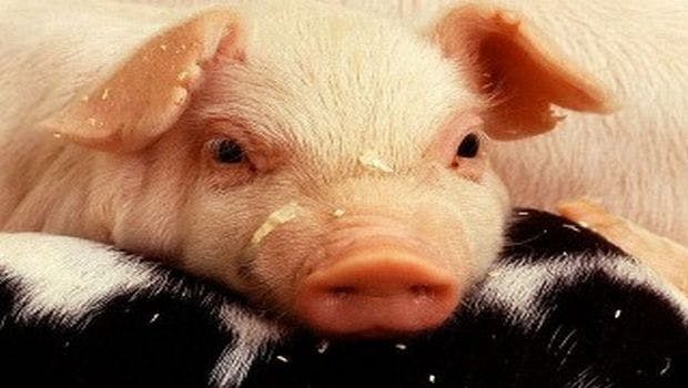 New Pig Virus Found to Be a Potential Threat to Humans