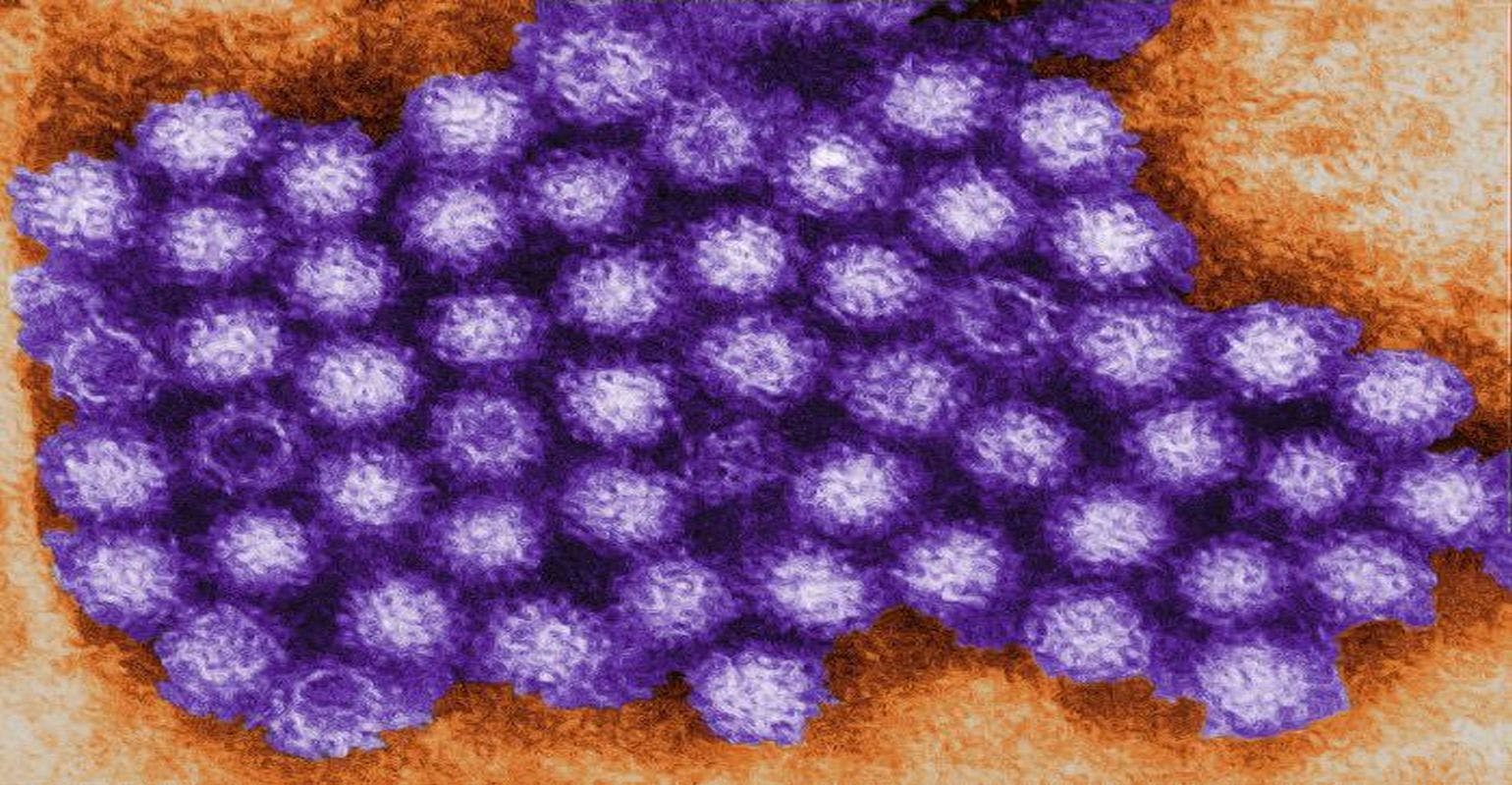 New Study Sheds Light on Norovirus Outbreaks