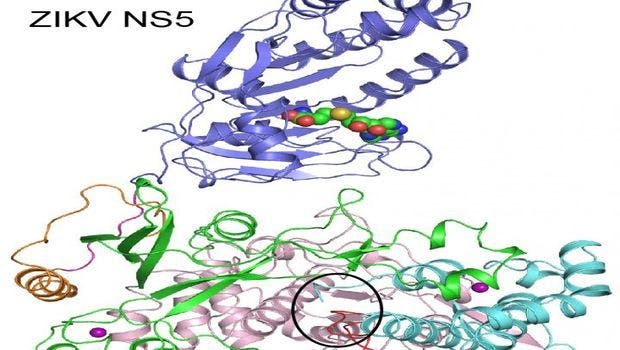 Researchers Crack Structure of Key Protein in Zika Virus