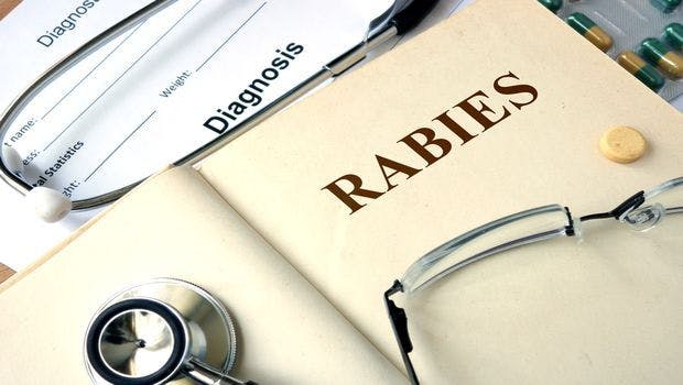 New Rapid Rabies Test Could Revolutionize Testing and Treatment