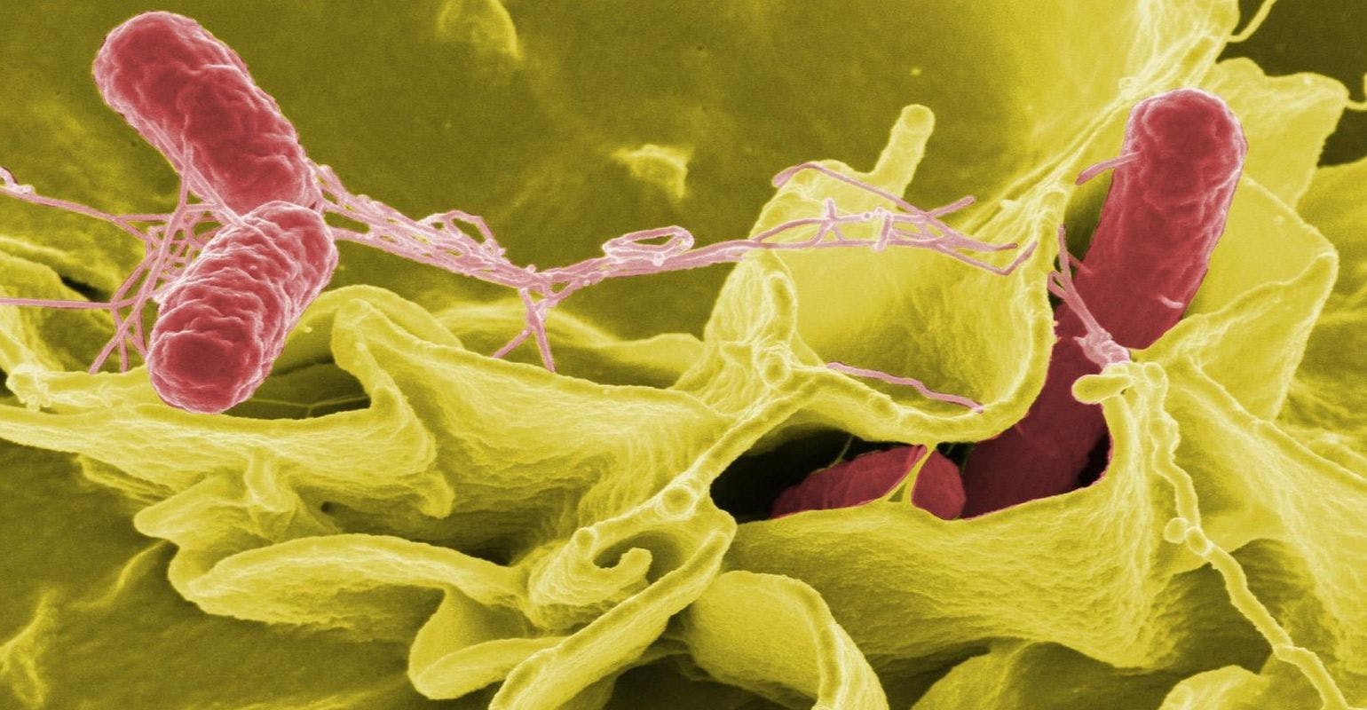 Researchers Develop Method to Predict Salmonella Outbreaks
