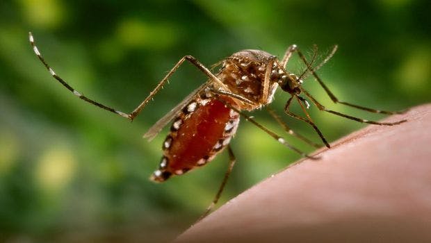 Scientists Synthetically Re-create Zika Virus in the Lab