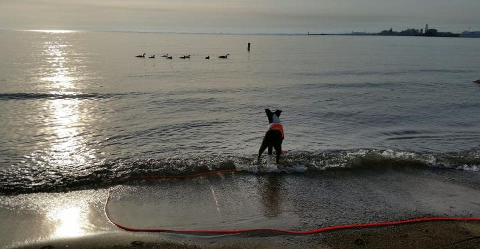 Cause of E. coli Beach Closings? Gulls