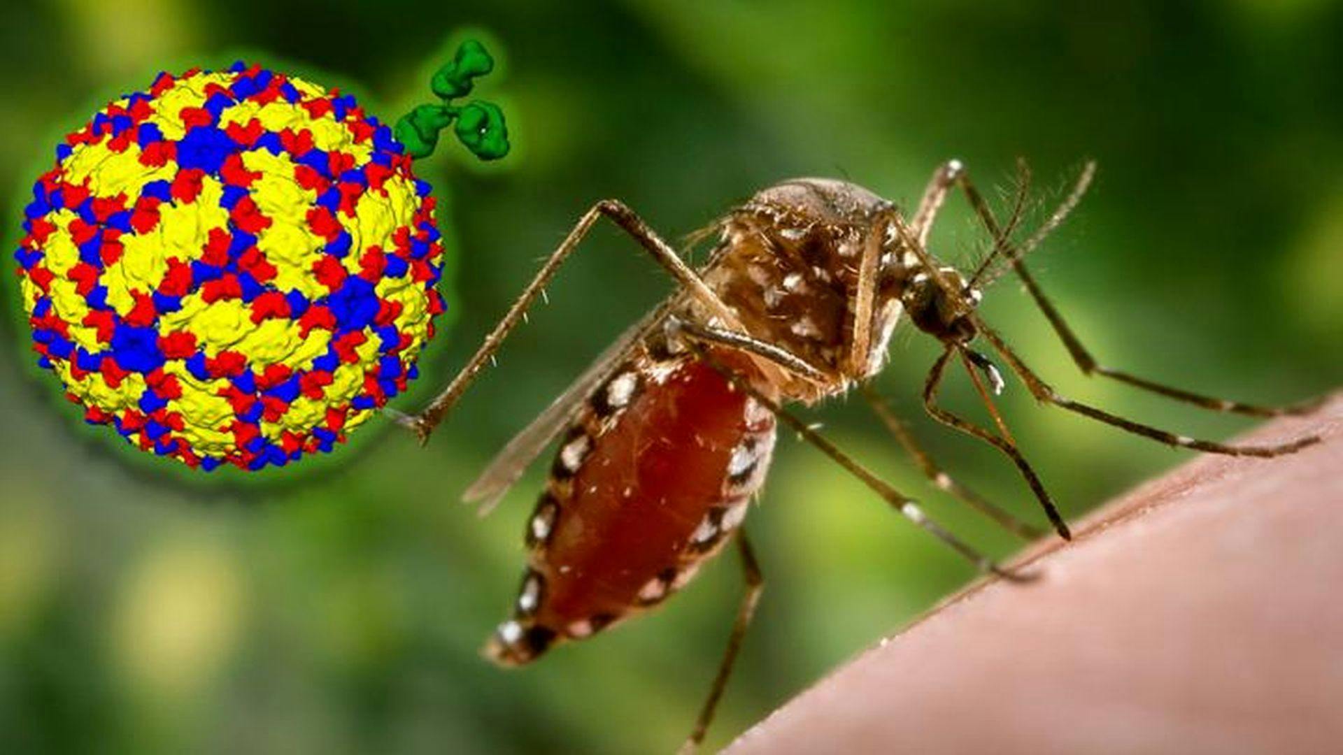 Antibodies Against Dengue Offer Hope for Better Vaccines