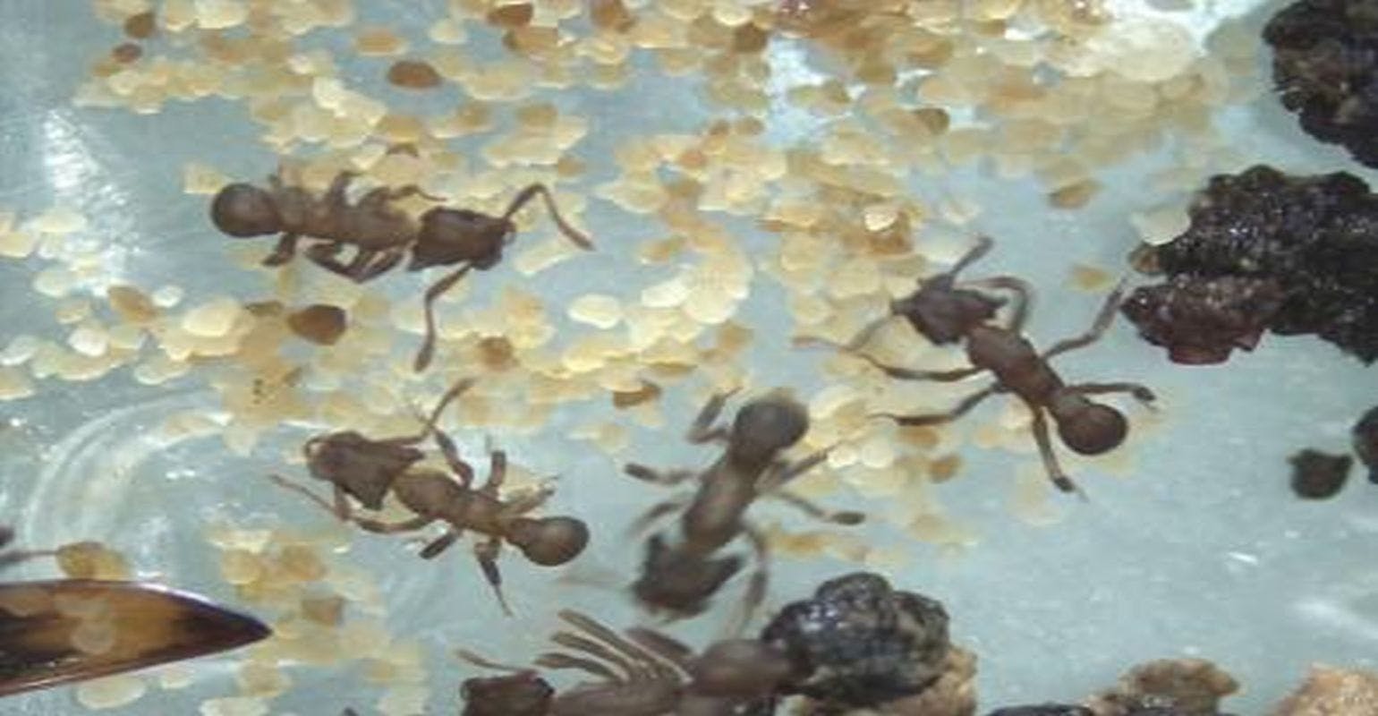Compound That Kills Drug-Resistant Fungi Isolated From Ant Microbiota
