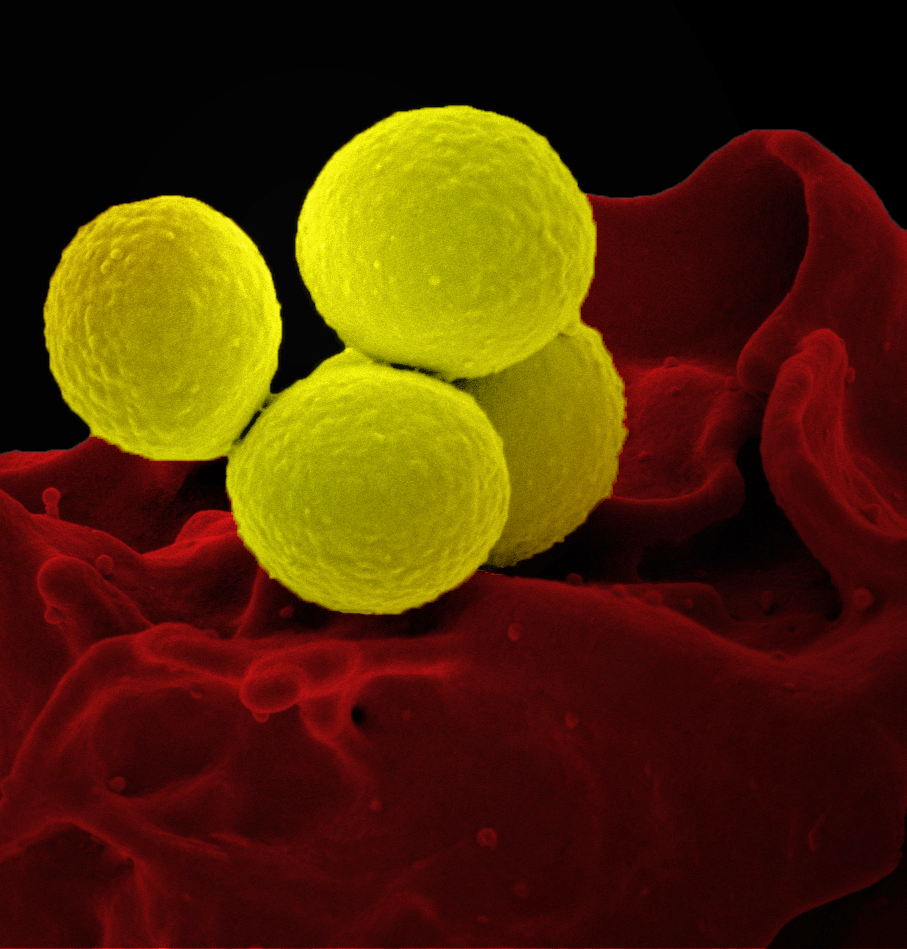 Molecular Nanomachines Boldly Go Where Many Antibiotics Can’t