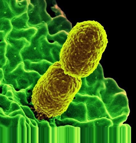 Plastic Surface Repels Antibiotic-Resistant Bacteria