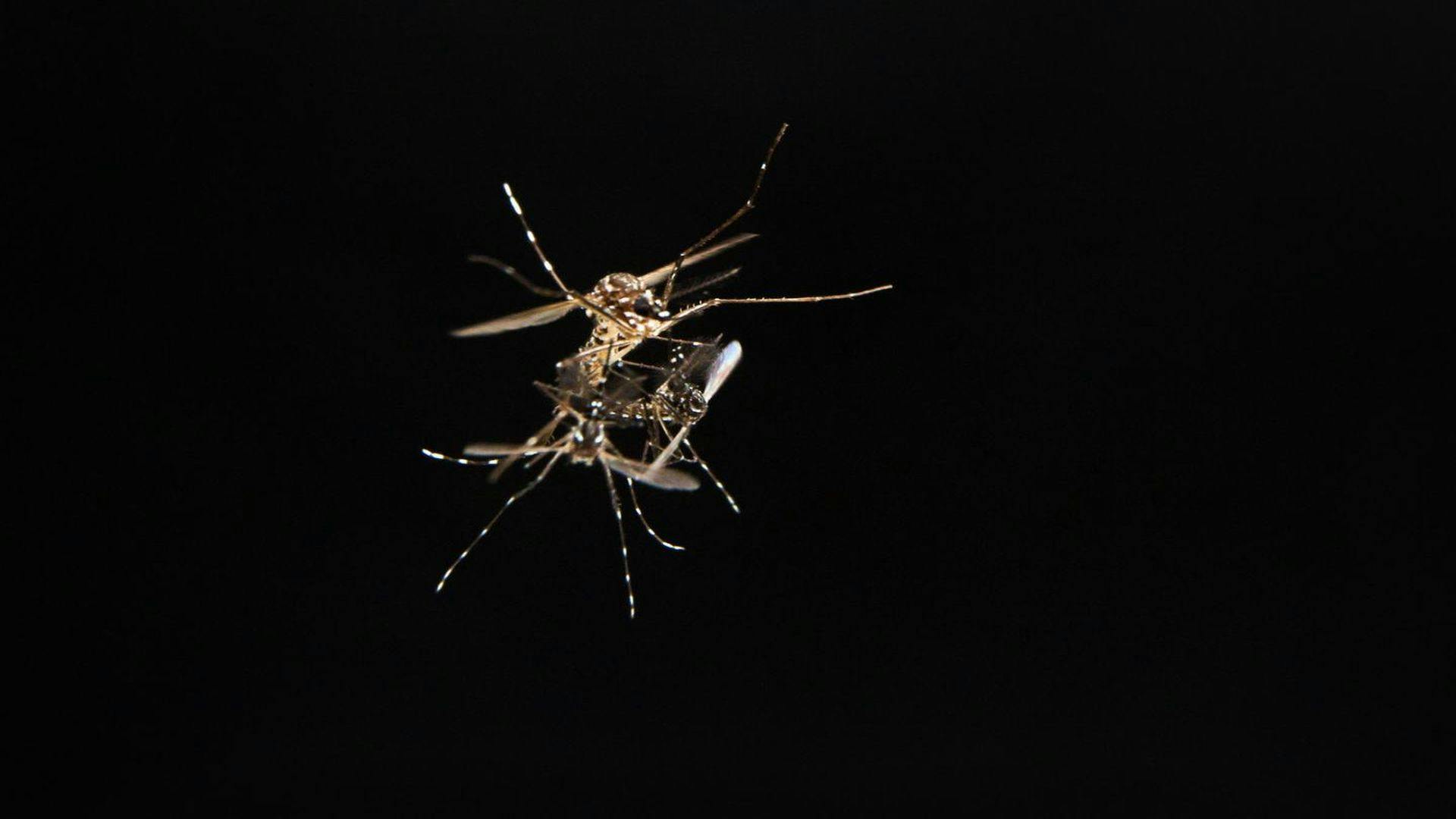 Mosquito Sex Protein Could Provide Key to Controlling Disease