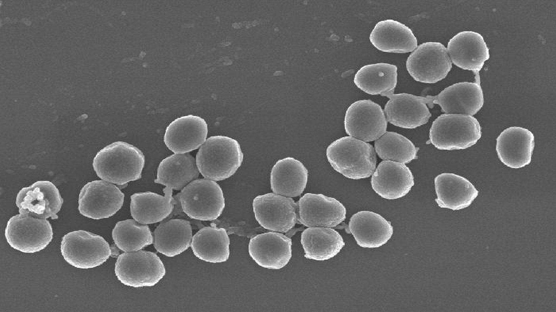 Scientists Find Potential Weapons in the Battle Against Antibiotic Resistance