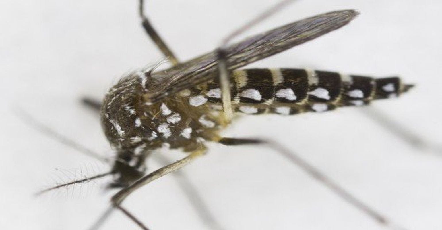 Yellow Fever, Asian Tiger Mosquitoes Both Adept at Transmitting Zika