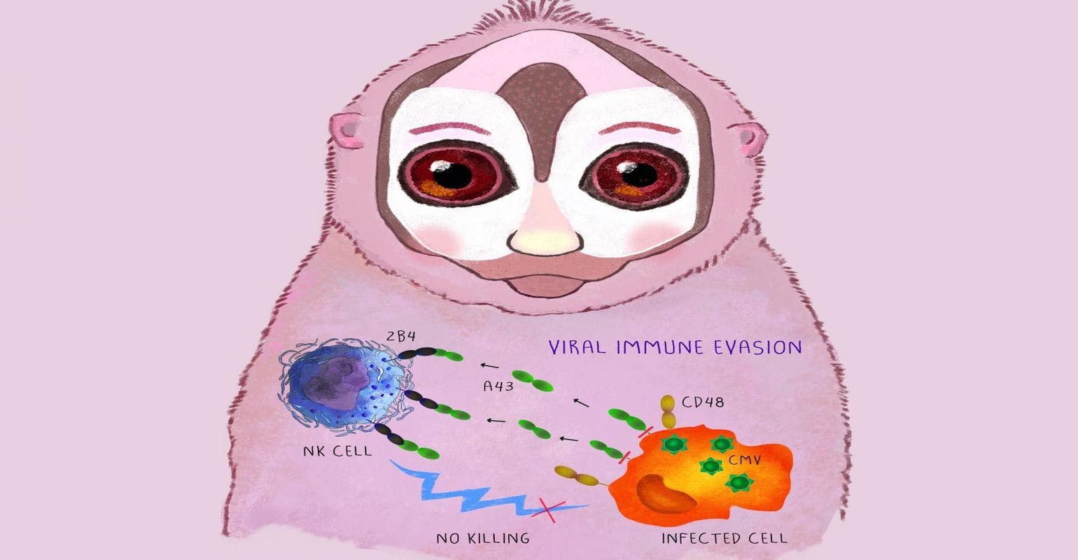 Cytomegaloviruses Deploy a Novel Stealth Strategy to Subvert Immune Surveillance