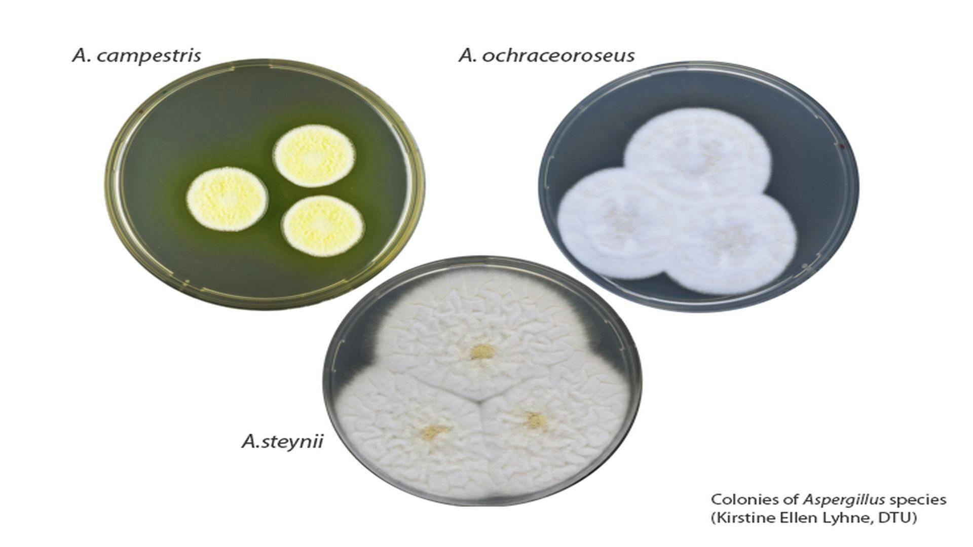 Genus-wide Aspergillus Project Highlights New Functional Genome Annotation Methods