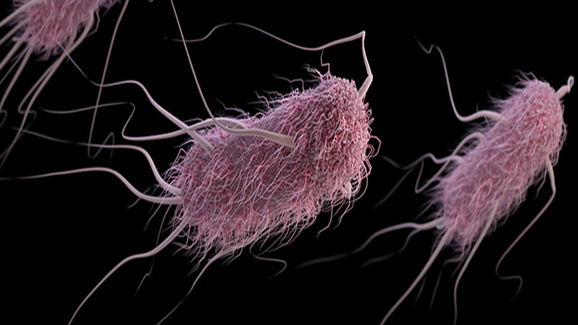 CDC Provides Update on Multistate Outbreak of E. coli O157:H7 Infections