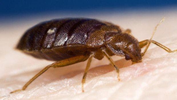 New Research Shows How Different Strains of Bed Bugs Resist Insecticides
