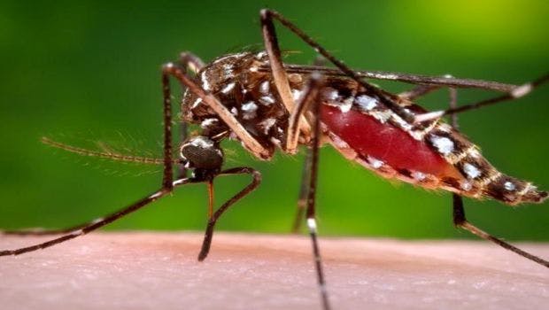 Mosquito Control: Can it Stop Zika at the Source?
