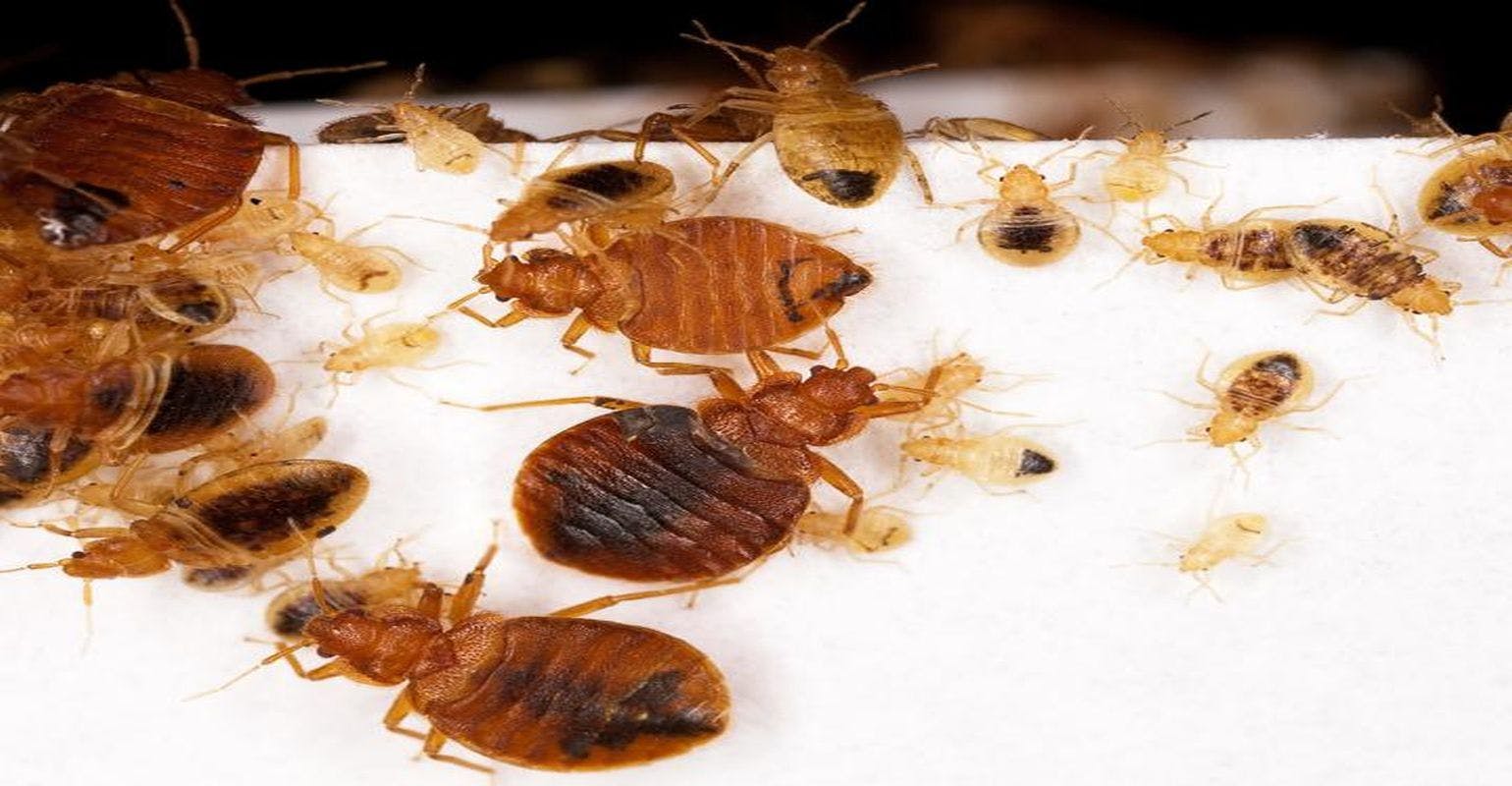 Landlord Disclosure of Bed Bugs Cuts Infestations, Creates Long-term Savings