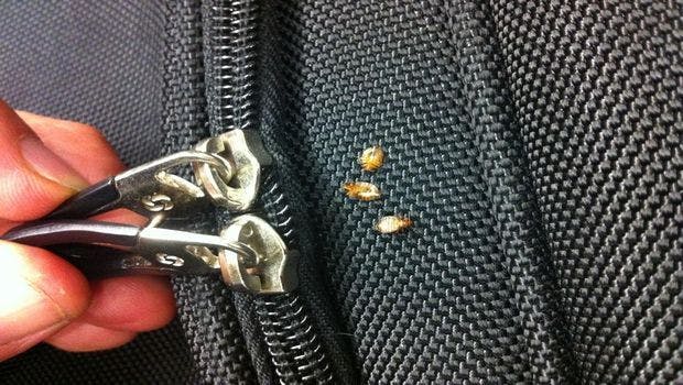 Heating the Exterior of Suitcases May Decrease the Spread of Bed Bugs Through Luggage