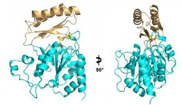 Chemical Structure Paves the Way for New Broad-Spectrum Antifungals
