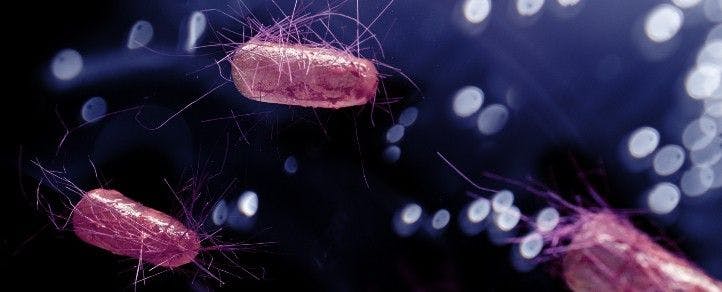 E coli bacteria cells     (Adobe Stock 233837566 by Ezume_images)