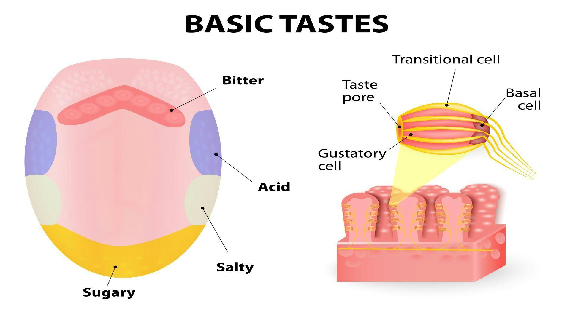 Blocking Sweet Taste Receptors Can Help Body Fight Off Sinus Infections