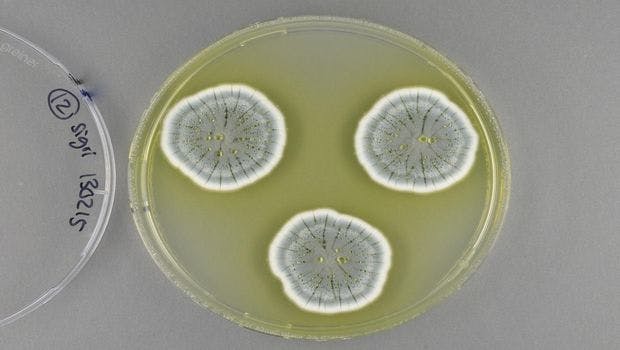 Fungi Have Enormous Potential as New Antibiotics