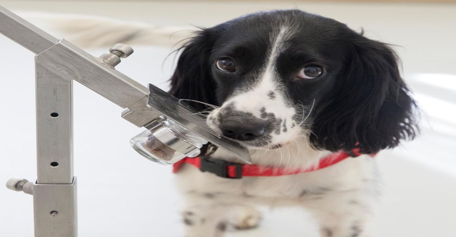 Sniffer Dogs Could Detect Malaria in People