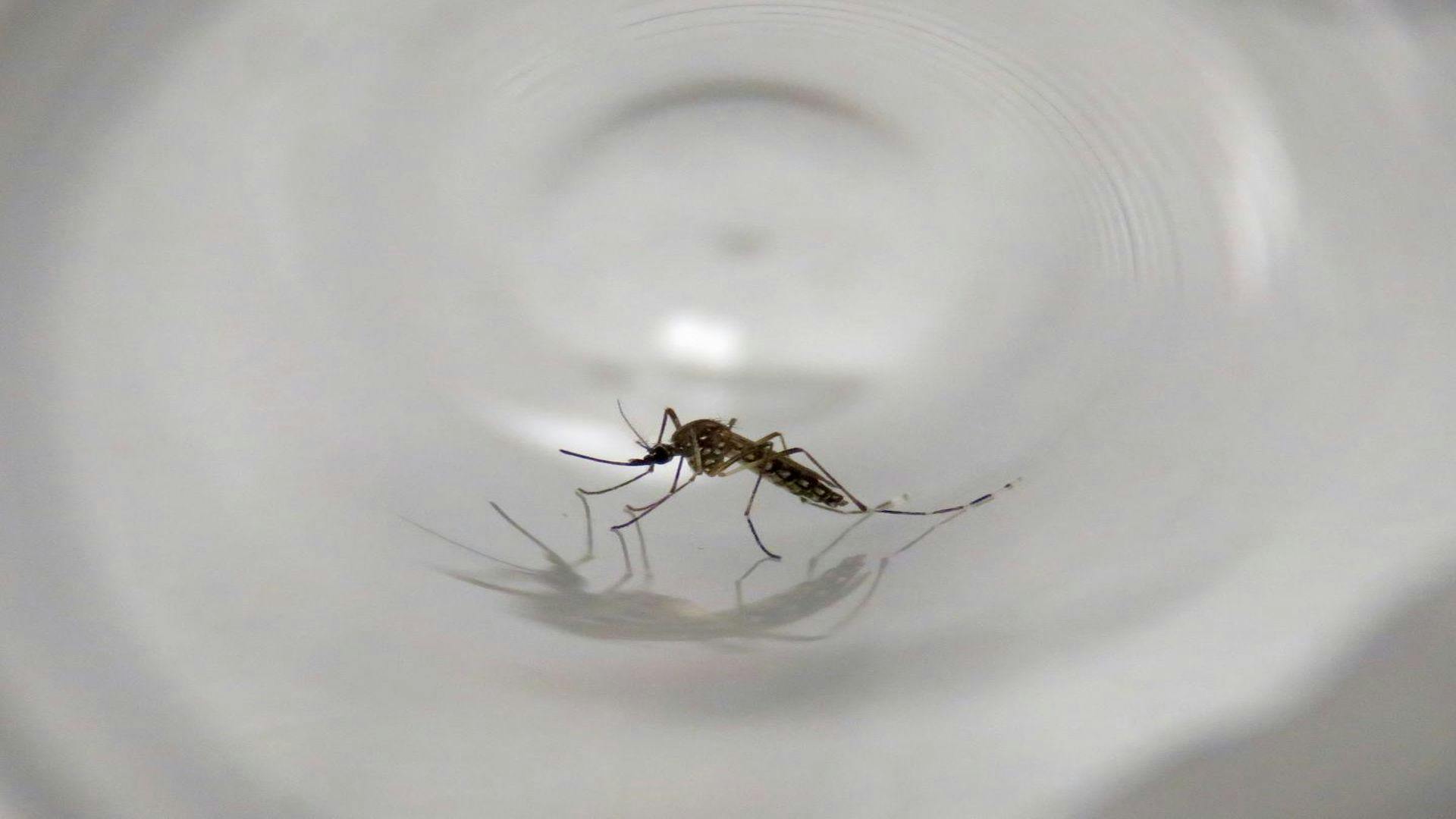 Aedes aegypti Mosquitos Introduced to California Multiple Times