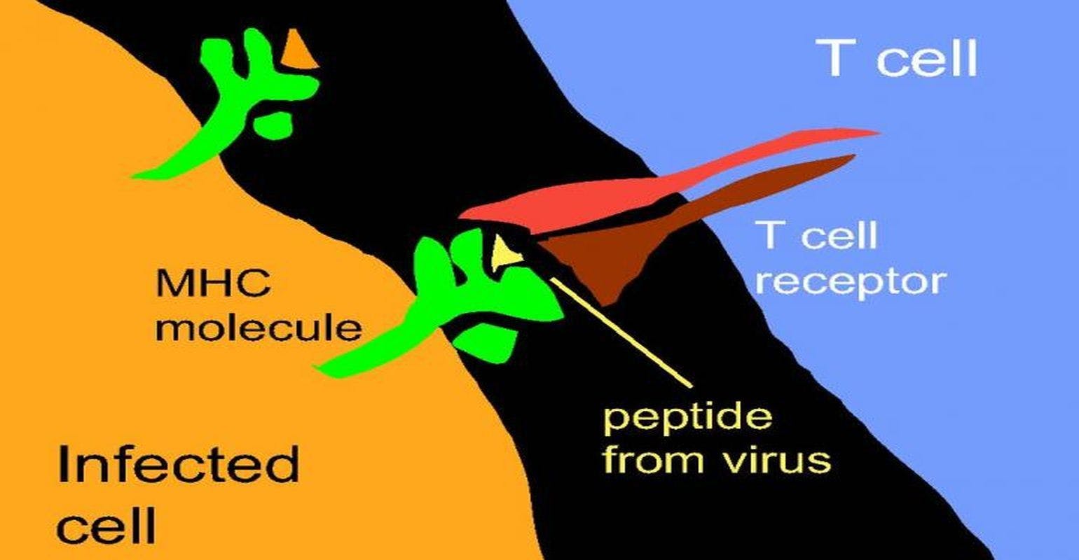 How Herpesviruses Shape the Immune System