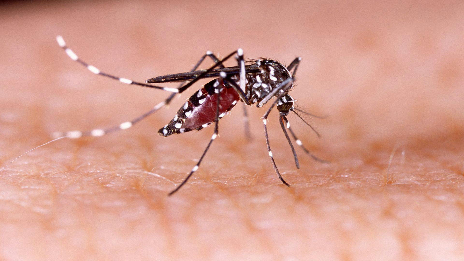 A Step Closer to Halting the Spread of Zika, Dengue and Chikungunya