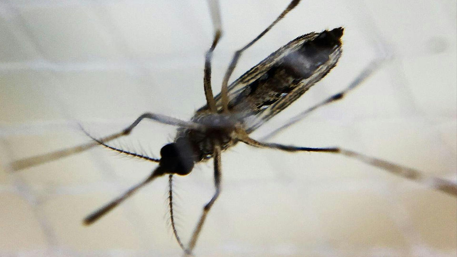 Zika Infection During Pregnancy May Disrupt Fetal Oxygen Supply