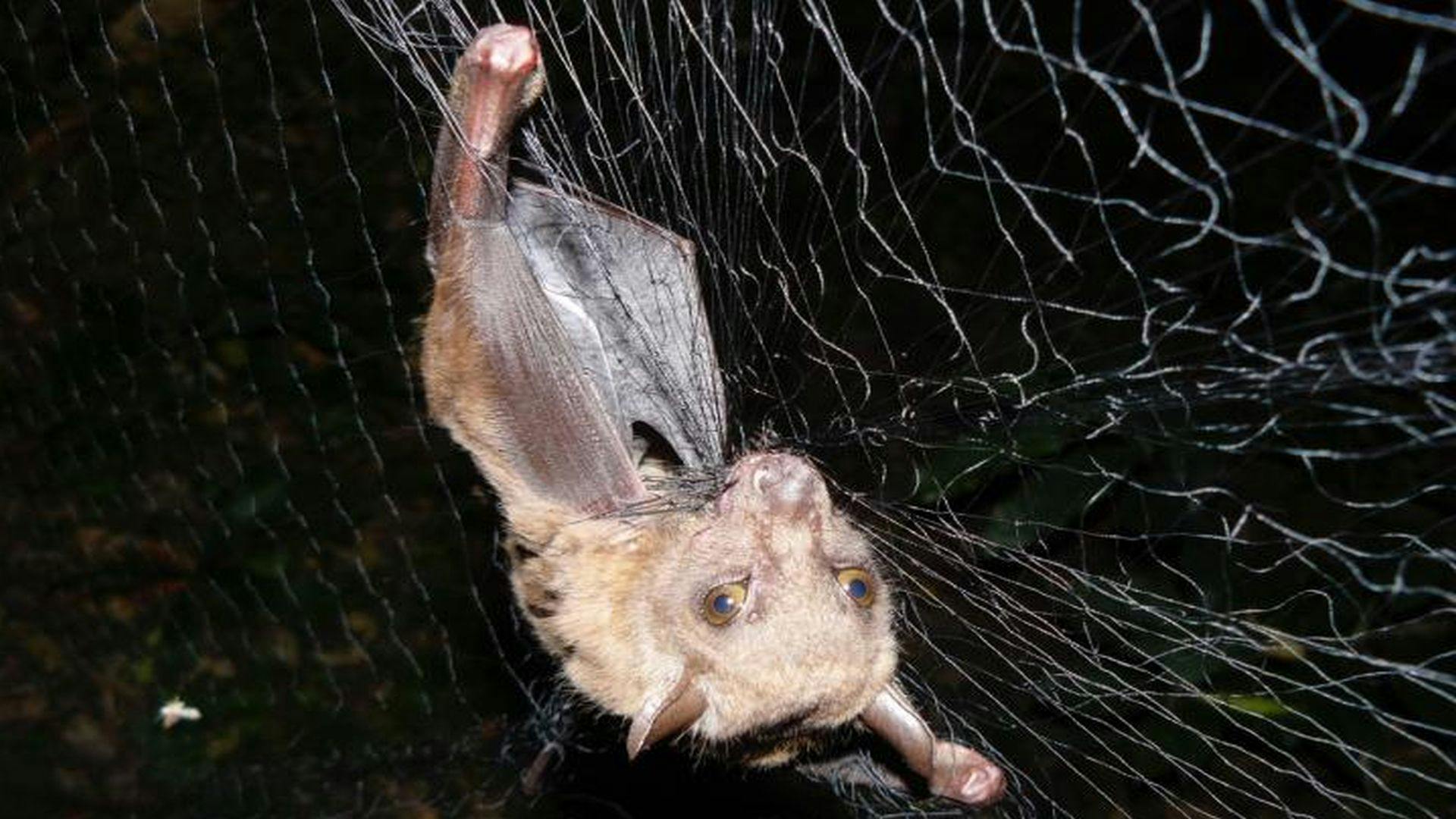 Study Reveals Interplay of an African Bat, a Parasite and a Virus