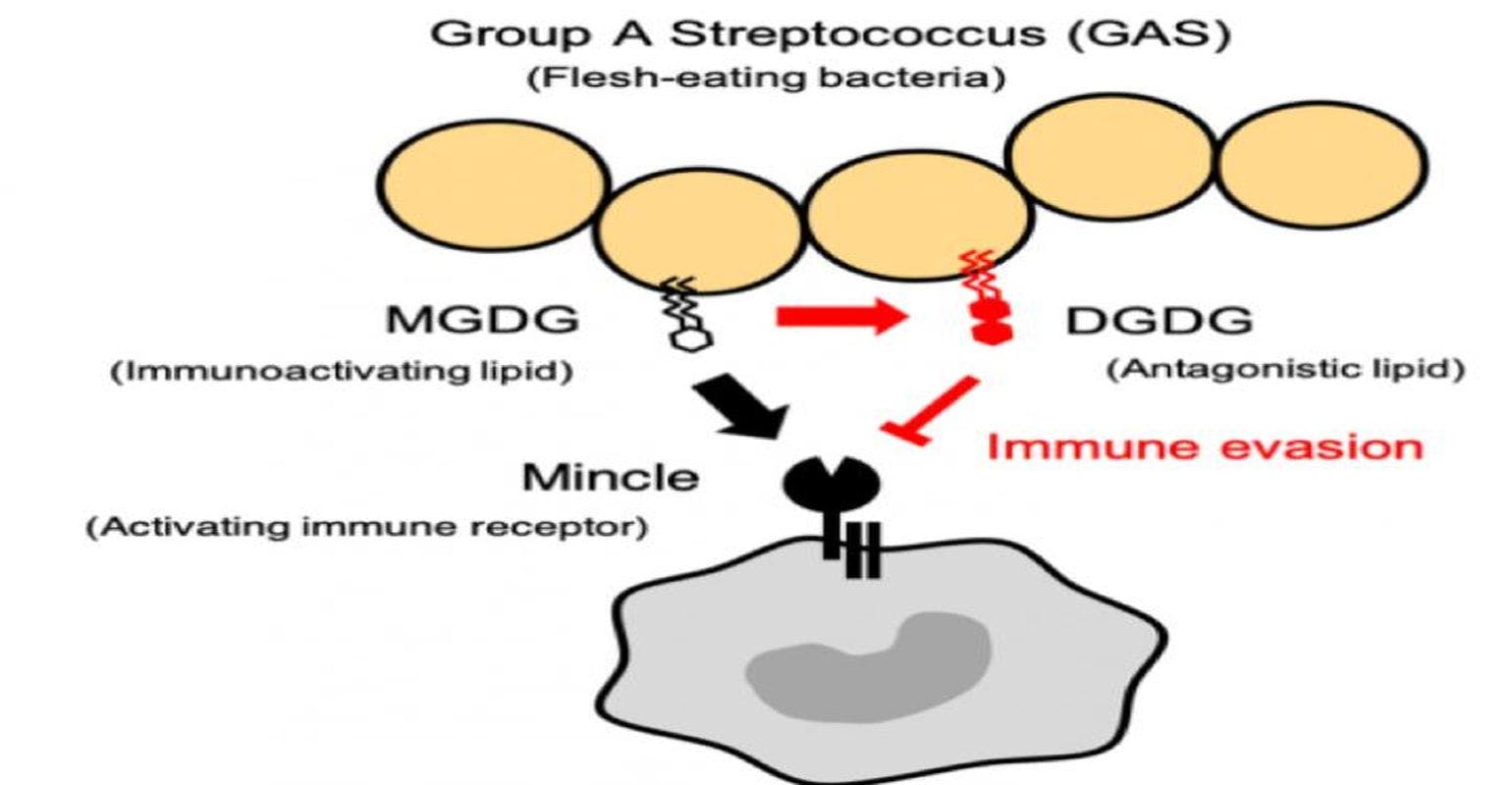 Mincle Receptor Provides Protective Immunity Against Group A Streptococcus