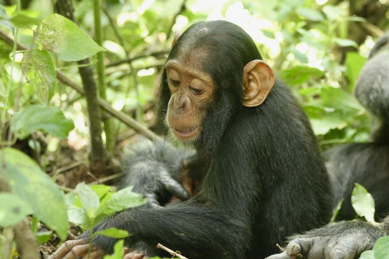 Human Respiratory Viruses Continue to Spread in Wild Chimpanzees